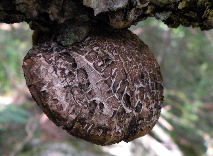 Val di Genova (TN) 06-08-09 (Piptoporus betulinus)